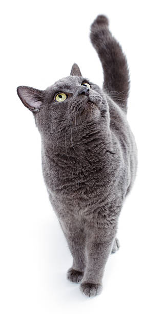 istock Green eyed Maltese cat also known as the British Blue 466361215