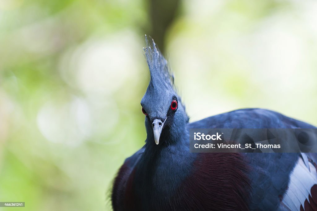 Goura de Victoria - Photo de Animaux en captivité libre de droits