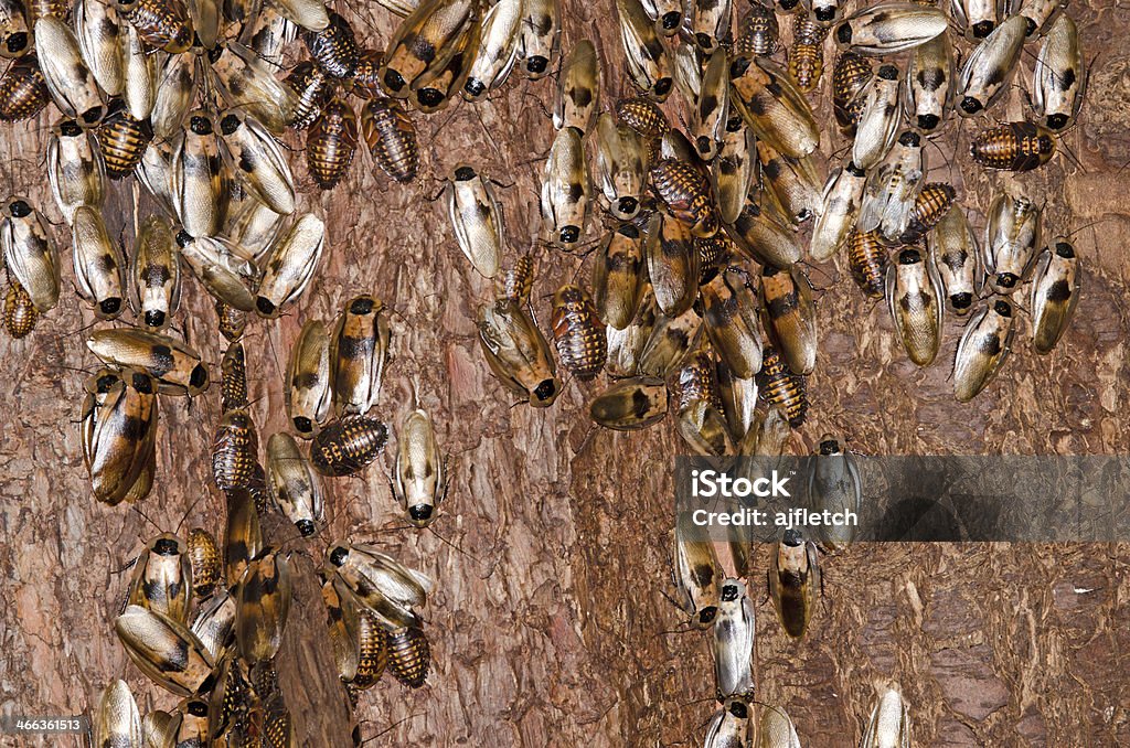 Cockroaches on tree bark Various species of cockroaches on tree bark Animal Stock Photo