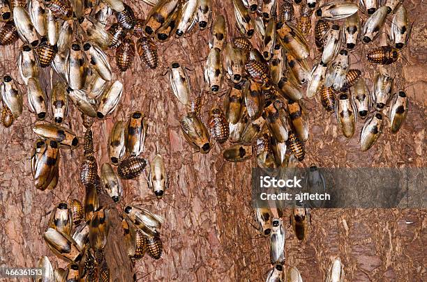 Cockroaches On Tree Bark Stock Photo - Download Image Now - Animal, Animal Antenna, Backgrounds