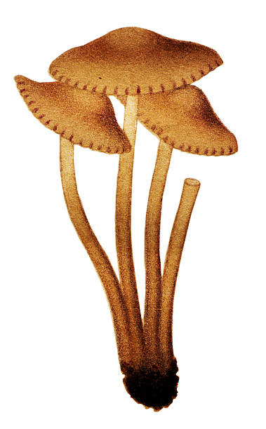 Mushrooms and fungi: Marasmius oreades (Scotch bonnet, fairy ring mushroom) Mushrooms and fungi: Marasmius oreades (Scotch bonnet, fairy ring mushroom) marasmius oreades mushrooms stock illustrations