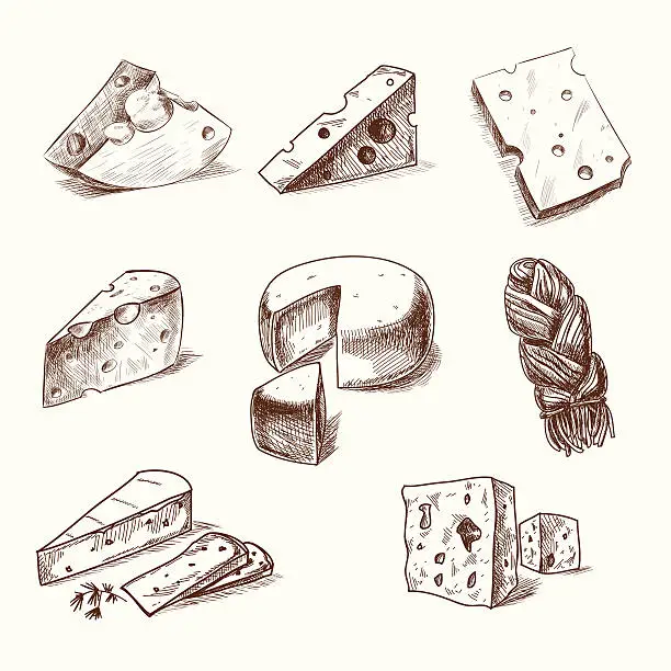 Vector illustration of Hand drawn doodle sketch cheese with different types of cheeses