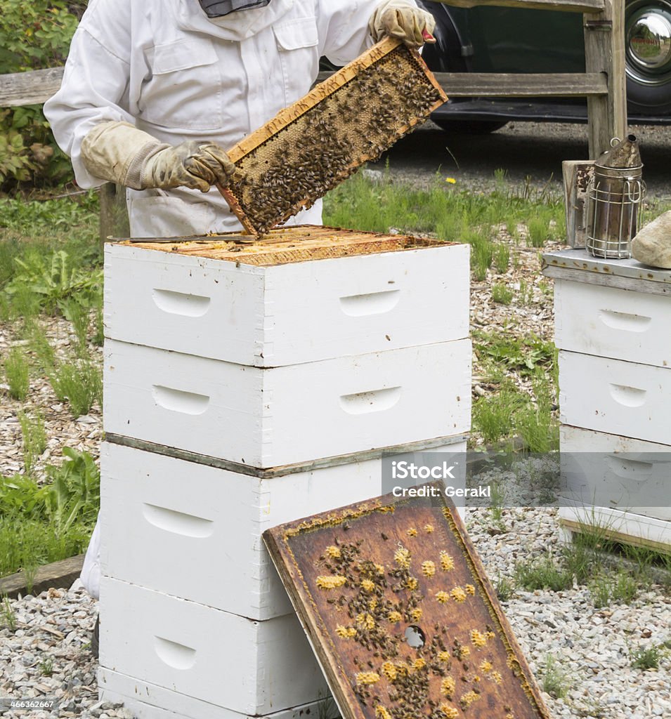 Пчеловод - Стоковые фото Вертикальный роялти-фри
