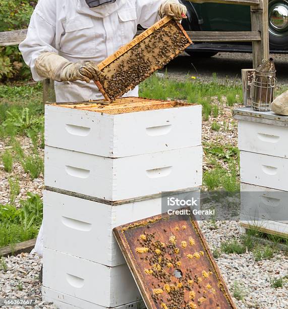 Пчеловод — стоковые фотографии и другие картинки Вертикальный - Вертикальный, Воск, Движение