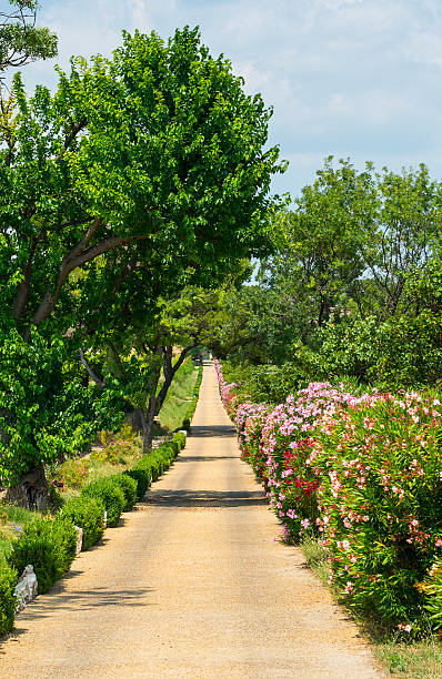 istock Vineyards in Languedoc-Roussillon 466362815