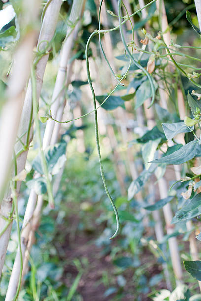 istock structure with canes for plant growth of climbing beans 466362971
