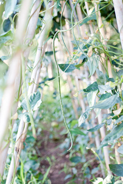istock structure with canes for plant growth of climbing beans 466362981