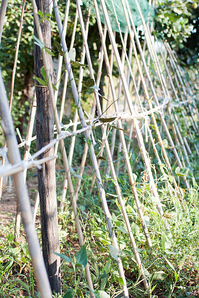 istock structure with canes for plant growth of climbing beans 466362995
