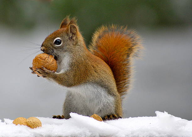 Red Squirrel carries a nut in it's paws stock photo
