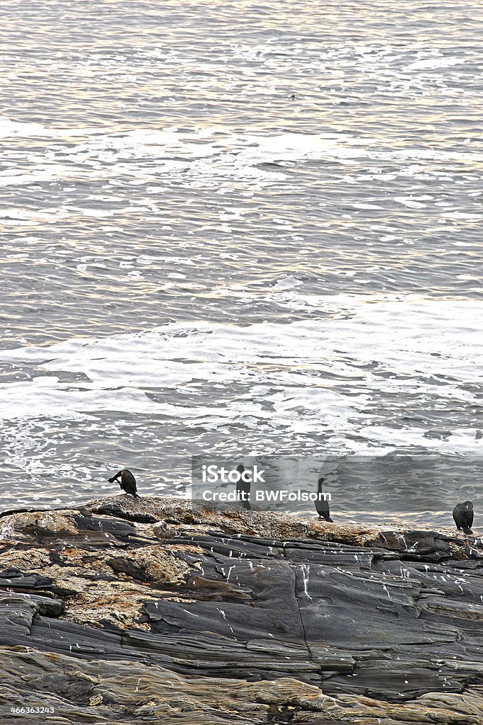 Cormorants on rocks at Pemaquid Point Maine Several cormorants on the rock ledges in the morning at Pemaquid Point, Maine. Animal Dung Stock Photo
