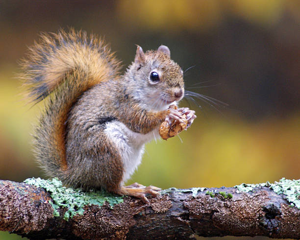 istock American Red Squirrel in Autumn 466363261