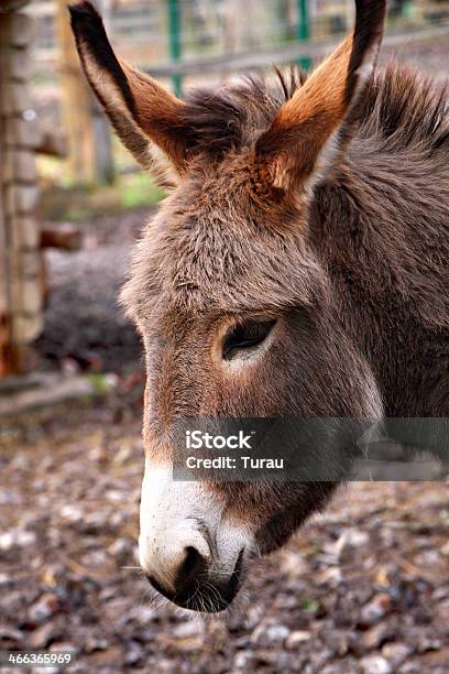 Esel Stockfoto und mehr Bilder von Agrarbetrieb - Agrarbetrieb, Braun, Das Leben zu Hause