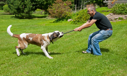 A men is playing with a St. Bernard on a sunny day.