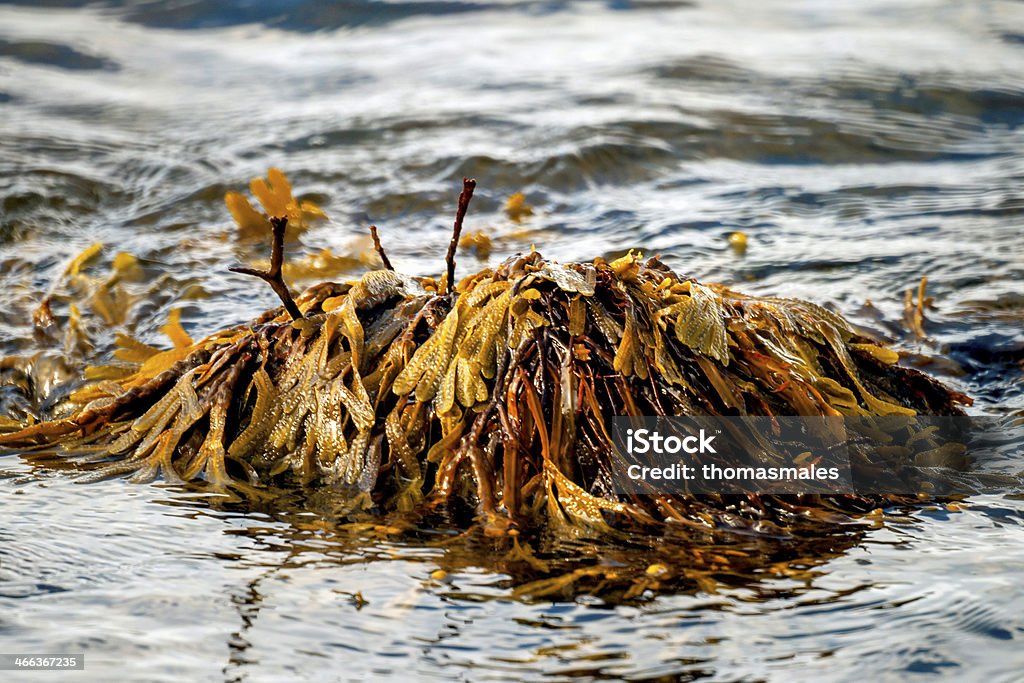 Algas marrón sobre una roca - Foto de stock de Agar-agar libre de derechos