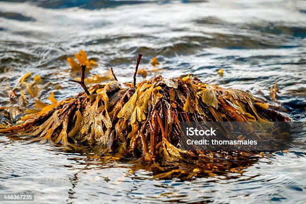 Foto de Algas Marrons Em Uma Rocha e mais fotos de stock de Alga - Alga, Gel de ágar, Gelatina - Fenômeno natural