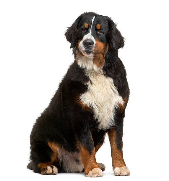 istock Bernese Mountain Dog sitting, looking away, 8 months old 466367239