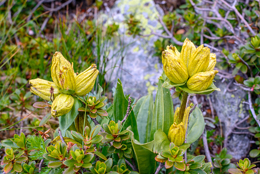 Gentiana lutea, great yellow gentian - medicinal plant 