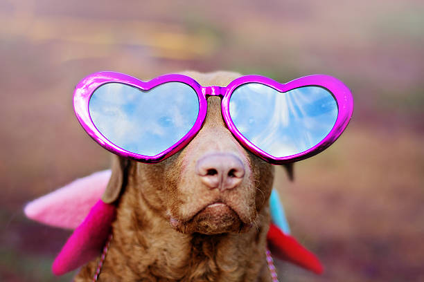 istock Valentine Chesapeake Bay Retriever 466368069