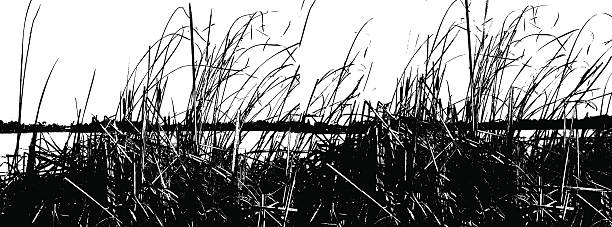 Lake Reeds Silhouette Lake Reeds Silhouette. marram grass stock illustrations