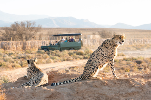 Cheetahs moteado en un partido en automóvil photo