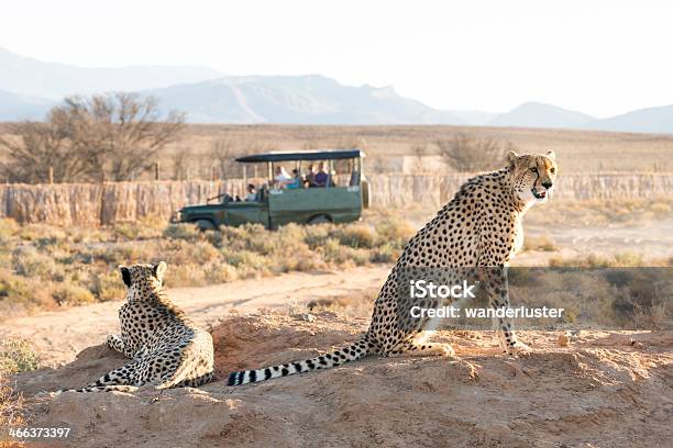 Cheetahs 점박이 한 게임 드라이브 남아프리카공화국에 대한 스톡 사진 및 기타 이미지 - 남아프리카공화국, 사파리 여행, 가든 루트