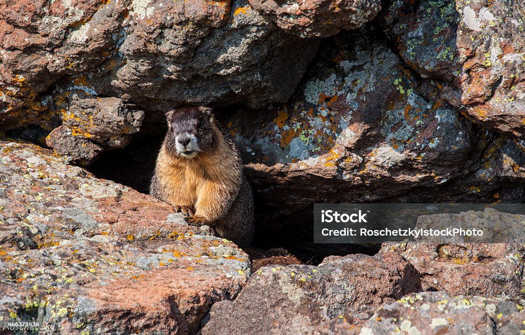 Hoary Marmot in the Alpine Rockies Hoary Marmot in the Alpine Rockies  2015 Stock Photo