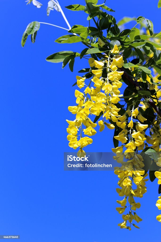 Laburnum Blumen - Lizenzfrei 2015 Stock-Foto