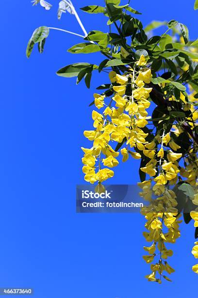 Laburnum Blumen Stockfoto und mehr Bilder von 2015 - 2015, Blauer Hintergrund, Blume