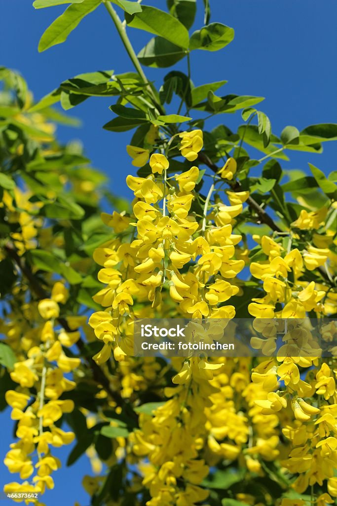 Laburnum Blumen - Lizenzfrei 2015 Stock-Foto