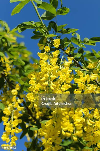 Laburnum Blumen Stockfoto und mehr Bilder von 2015 - 2015, Blauer Hintergrund, Blume