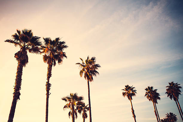 istock Palm Trees at Sunset on Venice Beach 466373958