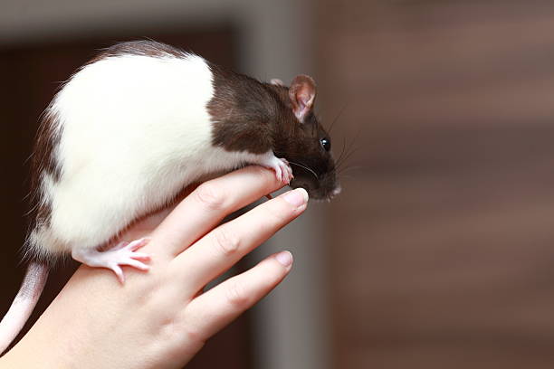 istock Friendly pet brown rat in human hand, animals at home 466374493