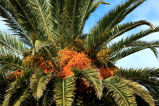 Close up of dates ripening on top of Palm tree