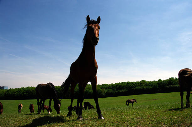 istock Horses in a summer meadow 466376658