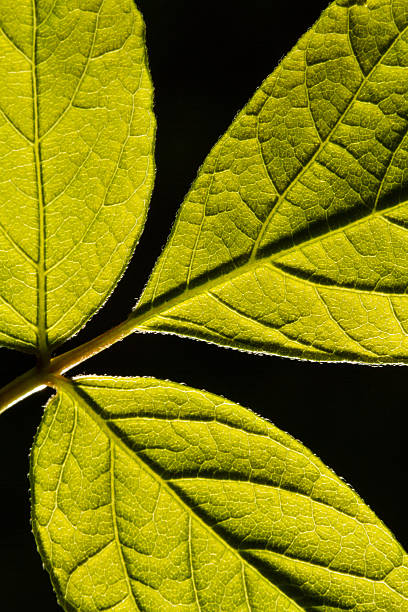 green leaf stock photo