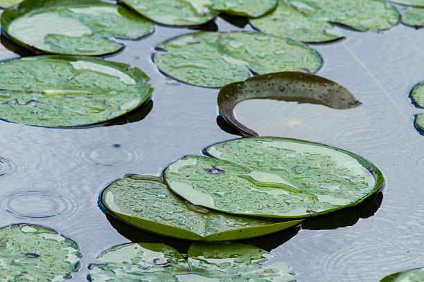Lilly Pads stock photo