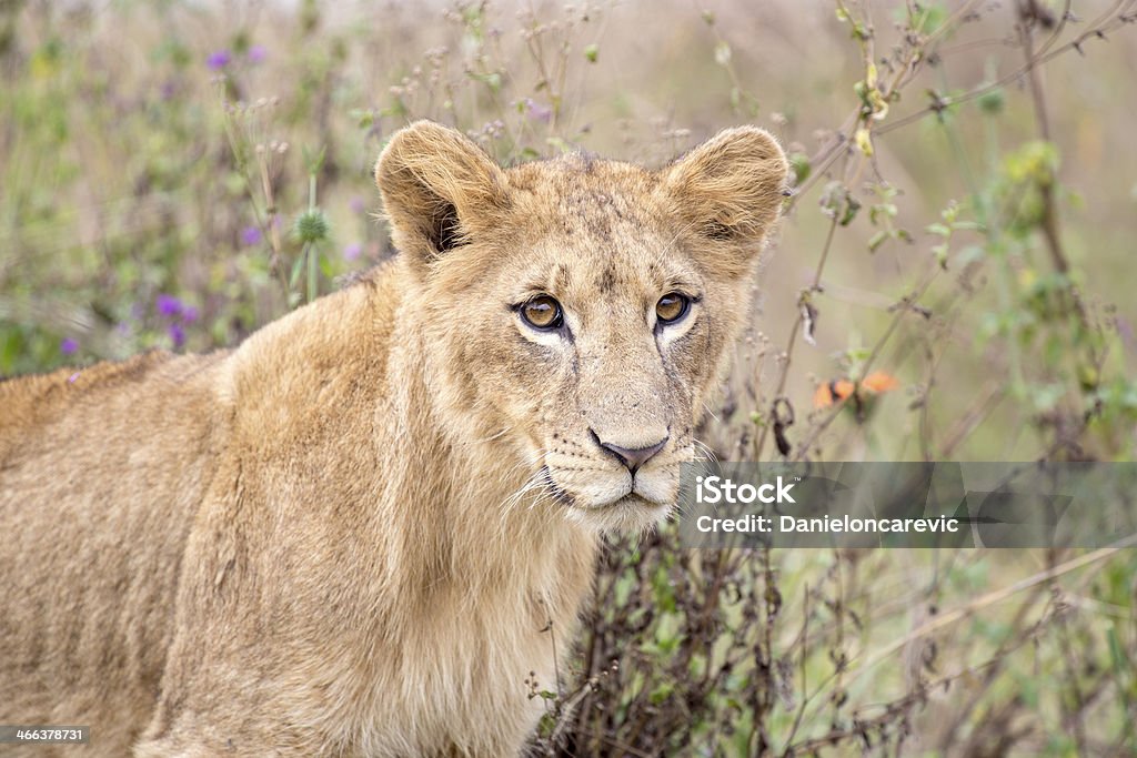 Young lion in the savanna Portrait of a young male lion in the Nairobi National Park in Kenya Africa Stock Photo