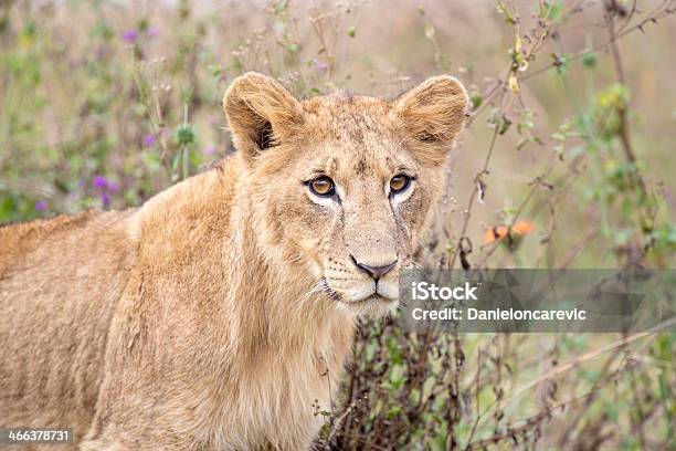 Young Lion In The Savanna Stock Photo - Download Image Now - Africa, Animal, Animal Wildlife