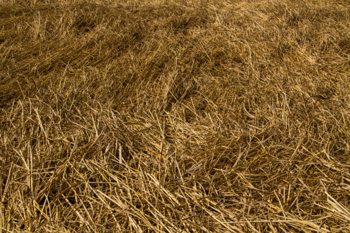 Hay strewn on a barn floiir with selective focus on middle.