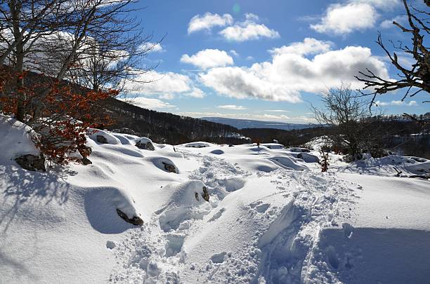 footprint in the soft snow, Clouds, sky and forest