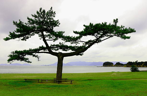 日本の海岸 - appeased ストックフォトと画像