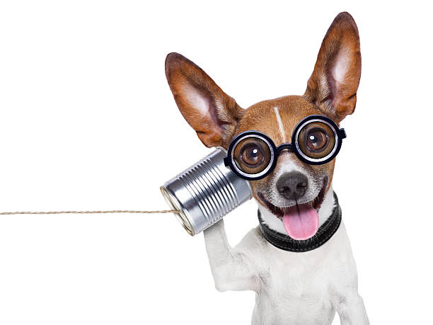 istock dog on the phone 466379337