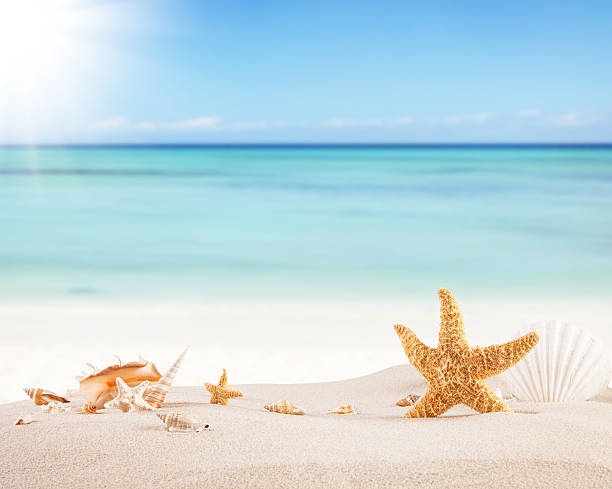 istock Starfish, crab and shells on a sandy ocean beach 466379410