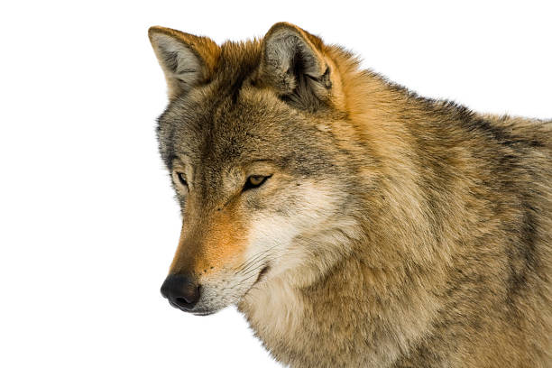 istock Isolated portrait of a wolf with white background 466379675