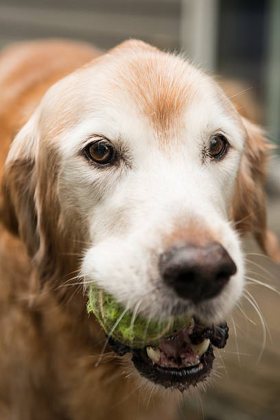 istock Purebred Golden Retriever 466379976