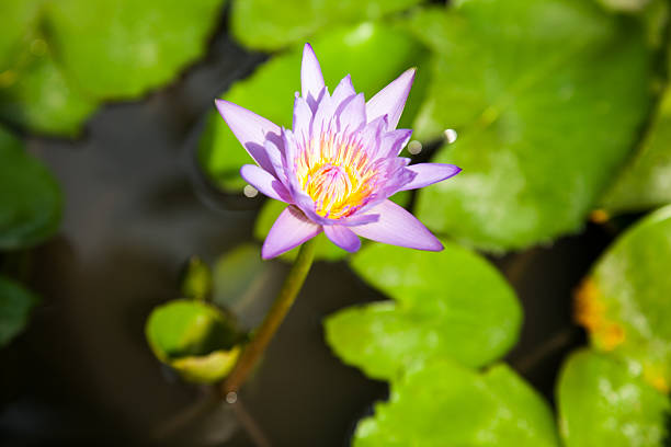 istock Purple lotus. 466380011