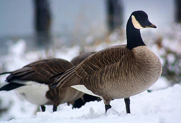 istock Canadian Geese 466380061