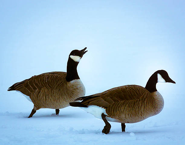 istock Canadian Geese 466380083