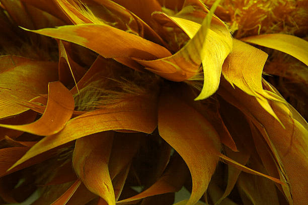 jaune boa de plumes d'oiseaux - feather boa feather isolated red photos et images de collection