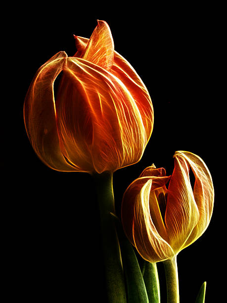 istock Tulip flowers 466380675